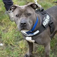 FOXY, chienne à adopter