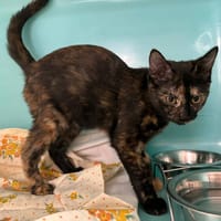 SURA, chatte à adopter