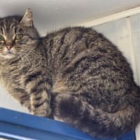 Cerise, chatte à adopter