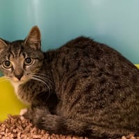 TAMPA, chatte à adopter