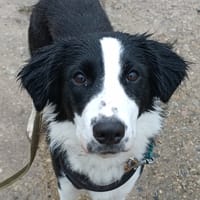 Laly, chienne à adopter