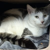 Bestof CAB5149, chat à adopter