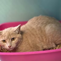 Pipou [Chaton], chat à adopter