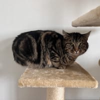 BEAUTY, chatte à adopter