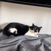 BOOSTER, chat à adopter