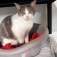 LUCIEN, chatte à adopter