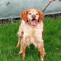 DICKY, chien à adopter