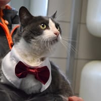 BRIGITTE - RESERVEE, chatte à adopter