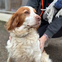 irene, chienne à adopter