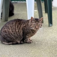 Benin, chat à adopter