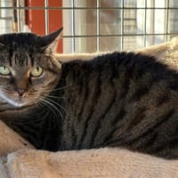 Benin, chat à adopter