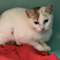 Heia CAB5204, chatte à adopter