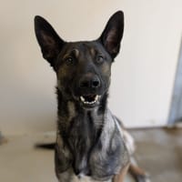 PATCHY, chien à adopter