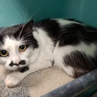 FELIX, chat à adopter