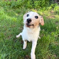 HADES, chien à adopter