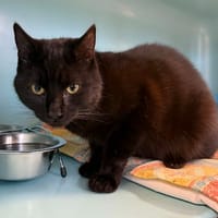 MICKEY, chat à adopter