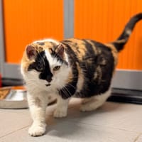 CALI, chatte à adopter