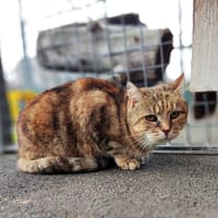 Mamicha, chatte à adopter