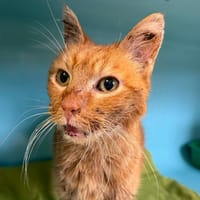 PALMITO, chat à adopter