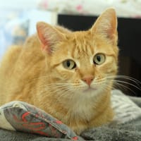 ROUNI PAB27048, chatte à adopter