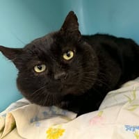 BUCK, chat à adopter