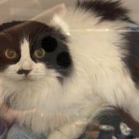 BOUNTIE (chat sauvage), chatte à adopter