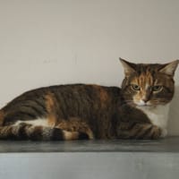 Pomponette, chatte à adopter