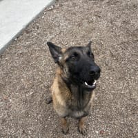 Igloo, chien à adopter