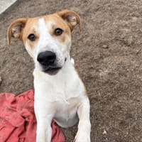 ITOKO, chien à adopter