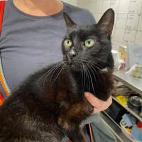 Zoro, chat à adopter