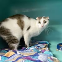 ICE TEA, chat à adopter