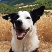 Pablo, chien à adopter