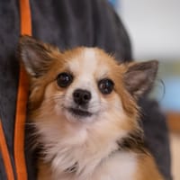 THEO, chien à adopter