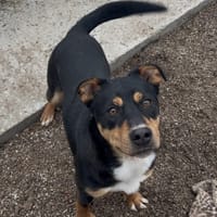 ANIKI, chien à adopter