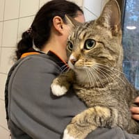 Wappy (réservé), chat à adopter