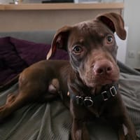 TATANE, chien à adopter