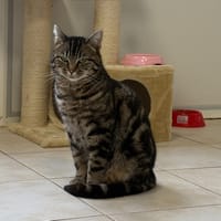 POTTER, chat à adopter