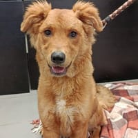 KARNAGE, chien à adopter