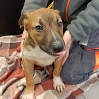 JACK, chien à adopter