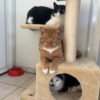 ROUJOU, chat à adopter