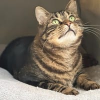 TI CHOU, chat à adopter