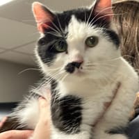 ZAC, chat à adopter