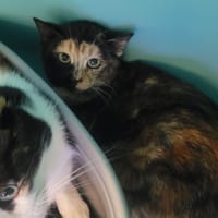 FILAE, chatte à adopter