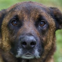 ROYAL, chien à adopter