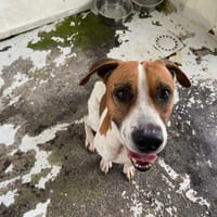 ULYSSE, chien à adopter