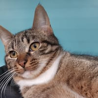 Lougatine, chatte à adopter