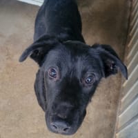 Tassimo, chien à adopter