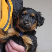ALANA, chienne à adopter