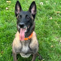 RUBY, chienne à adopter