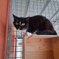 Kenya, chat à adopter